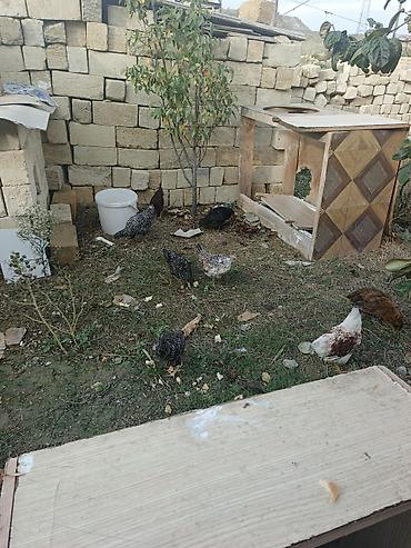 broiler ross 308: Toyuq, Damazlıq, Pulsuz çatdırılma — 7