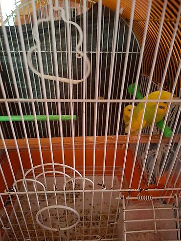 bulbul qefesi: Bülbül qəfəsi və aksesuarları - Material: möhkəm metal barmaqlıqlar — 1