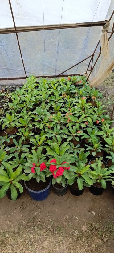 Otaq bitkiləri: Satışda dekorativ saksı bitkiləri – bağ və interyer üçün. - Euphorbia — 3