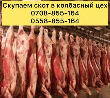 куплю стельную корову: Куплю | Коровы, быки, Лошади, кони, Другие с/х животные | Круглосуточно, Любое состояние, Забитый