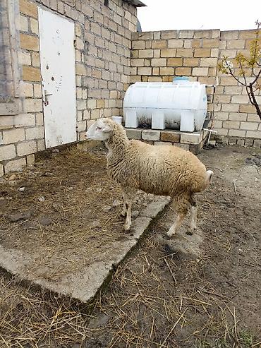 Qoyunlar, qoçlar: Erkek quzu satılır — 10