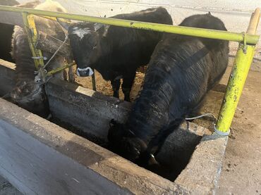 Коровы, быки: Продаю | Бык (самец) | На откорм — 17