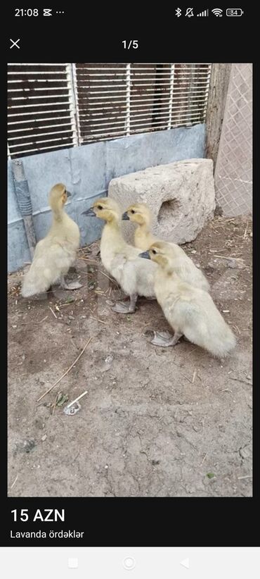 Mal-qara: Dişi, Damazlıq, Ünvandan götürmə