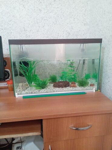 сколько стоит аквариум: Dördbucaq akvarium, Boş, 75 l, Ödənişli çatdırılma