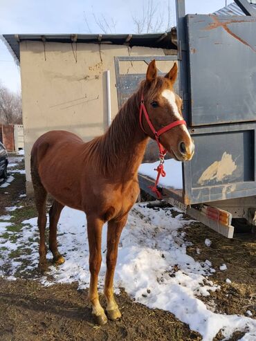 Лошади, кони: Продаю | Жеребенок | Полукровка | Для разведения | Племенные — 9
