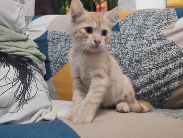 отдам котят в добрые руки: Котята-домоседы, короткошёрстные, разнообразных окрасов: - Рыжий