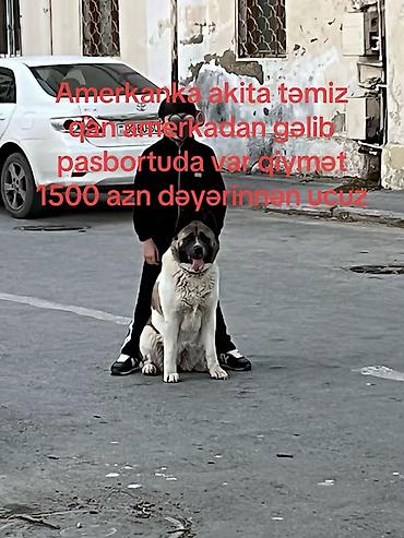 balaca it cinsləri: Akita-inu, 4 il, Dişi, Sənədli — 3