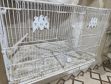 cane corso qiyməti: İki bölümlü qəfəslər quşlar satmışam 5 ədəd qəfəs qalıb. agıllı yem — 8