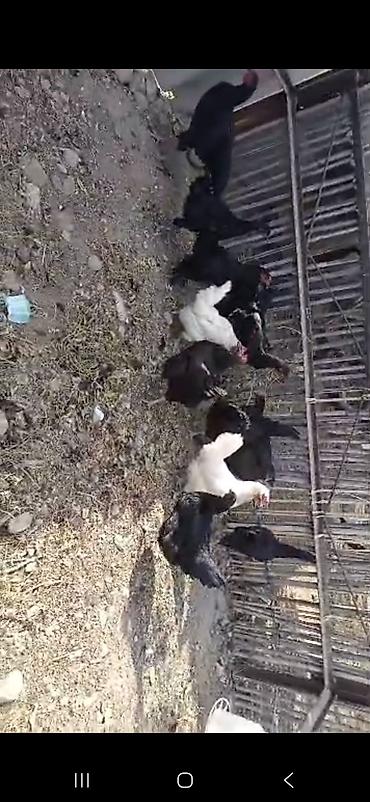 Продам с/х животных: Продаю | Цыплята | Домашняя | Для разведения — 2
