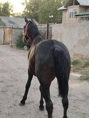 собака бульдок: Продаю | Кобыла (самка) | Английская — 4