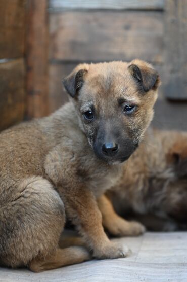 Отдам даром собаку: Собака даром: Дворняжка, 2 месяца, Самка — 3