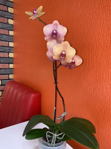 Другие комнатные растения: Орхидея