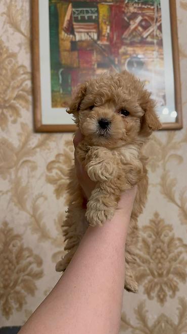 İtlər: 3 ay, Dişi, Peyvəndli, Ünvandan götürmə — 12