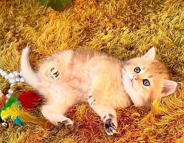 Кошки: Шотландская — 5