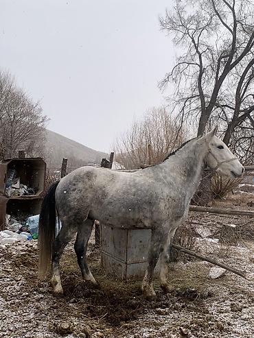 Лошади, кони: Продаю | Конь (самец) | Кара Жорго — 2
