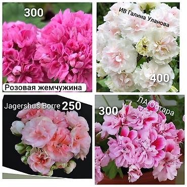 Герани и пеларгонии: В наличии крупные детки сортовых пеларгоний,цены на фото.Бишкек‼️ — 7