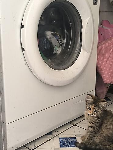 кошка скотиш: Шотландский котёнок (скоттиш страйт) с редким окрасом. девочка-2 — 3