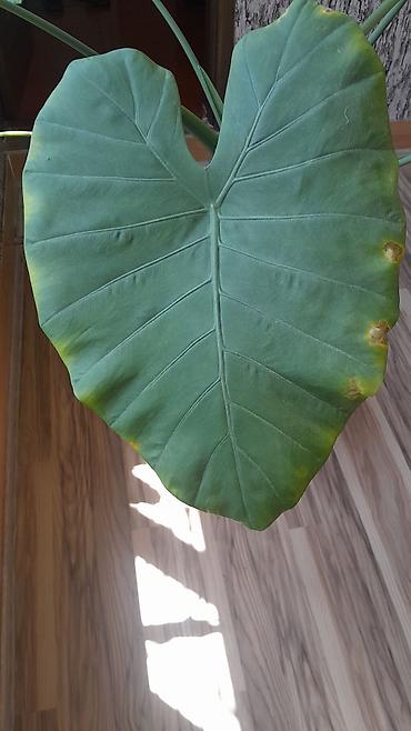 bezek bitkisi: Alokaziya (Alocasia) otaq bitkisi – iri, ürəkvari-oxvari yaşıl — 3