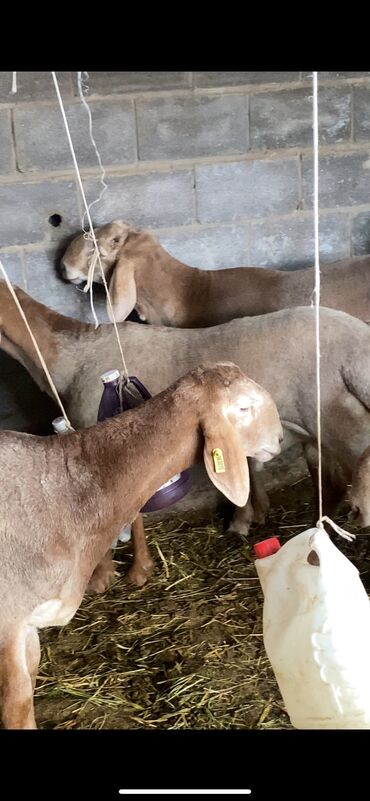 коза молочный: Продаю | Ягненок, Баран (самец) | Арашан | Для разведения | Племенные, Осеменитель