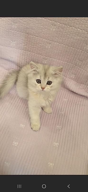 сколько стоят сфинксы кошки: Скотиш Страйт (Шотландская прямоухая), 2 месяца, Девочка, Серебристая шиншилла, Приучена к лотку, Проглистована, С документами — 2
