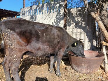 показы 1 354 72 договорная кошка даром британская короткошёрстная 1 год мальчик метис 2 позвонить написать: Сатам | Уй (ургаачы) | Алатоолук | Көбөйтүү үчүн, Сүт алуу үчүн | Бооз