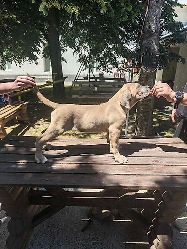 lepi psi: Odgajivačnica Cane Corso Magnum Imperium nudi na prodaju prelepe — 3