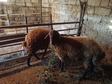 сколько стоит собака бу: Qala Qoyunları 2 dənədi ayağüstü satılır.6-7 Aylığdı.Qiymət sondu