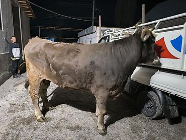 Коровы, быки: Продаю | Бык (самец) | На откорм | Привязанные — 7