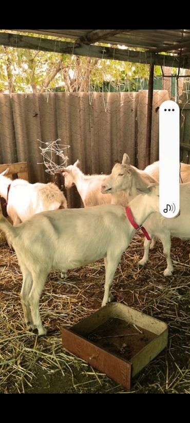 Козы, козлы: Продаю | Коза (самка) | Для разведения — 1