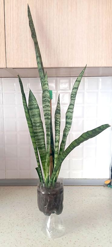 Otaq bitkiləri: 🌿 Sansevieria - "Qılinc gulu","Peygəmbər qılincı" da deyilir. - — 2