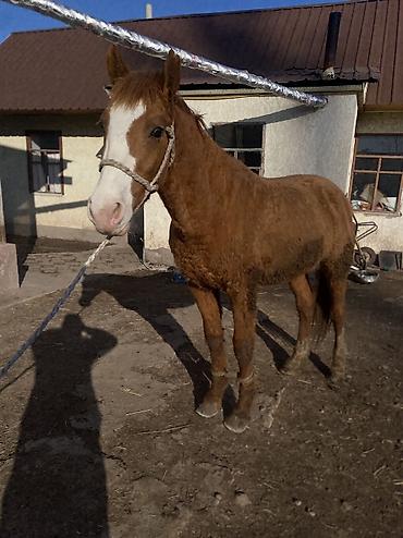 Лошади, кони: Продаю | Конь (самец) | Полукровка | Рабочий — 12