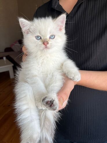 отдам в хорошие руки котят: Britan, Erkək, Dişi, Yaxşı əllərə, Ödənişli çatdırılma