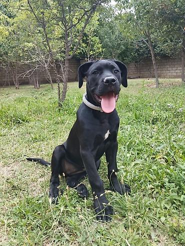 insanla heyvanın cütləşməsi: Cins:Cane corso 5 aylıq ətraflı məlumat üçün qeyd olunan nömrəyə — 1