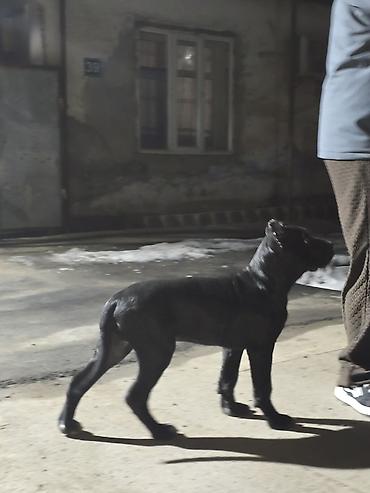 Продажа собак: Кане-корсо, 3 месяца, Самец, С прививкой at lalafo.kg — 4 Продажа собак: Кане-корсо, 3 месяца, Самец, С прививкой — 4