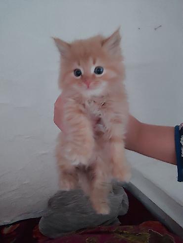 кошка шотландская цена: Кошка даром: Сибирская, Мальчик — 1
