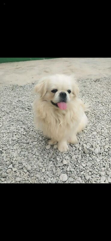 şotland pişiyi satisi: Pekines, 2 il, Erkek, Ünvandan götürmə