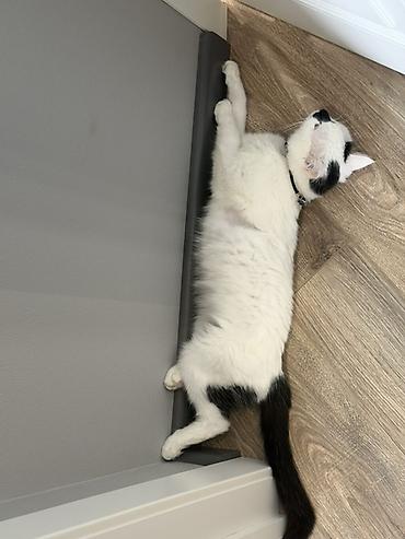 Отдам даром кошку: Кошка даром: Беспородная, более 5 лет, Мальчик — 5