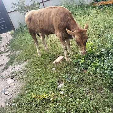 Коровы, быки: Продаю | Бык (самец) | На откорм at lalafo.kg — 1 Коровы, быки: Продаю | Бык (самец) | На откорм — 1