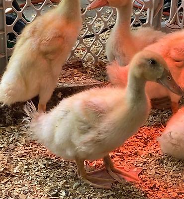 ördək balası və cücə: Ağ rəngli ördək balaları – 40 əd - Cinsi: Ağ Pekin tipli ördək — 2