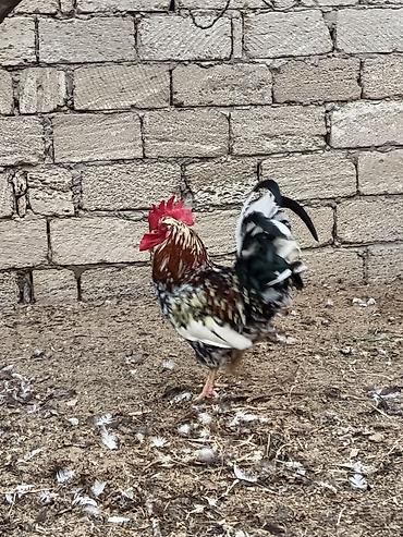 Xoruzlar: Məhsul: Safqan xoruzlar Təsvir:Təmiz qan Alman astralop cins — 4