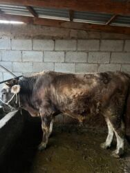 декоративные кролик: Сатам | Бука (эркек) | Швиц | Бордоп семиртүү үчүн, Союуга