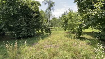 Torpaq sahələrinin satışı: 12 sot, Tikinti, Mülkiyyətçi, Kupça (Çıxarış) — 5