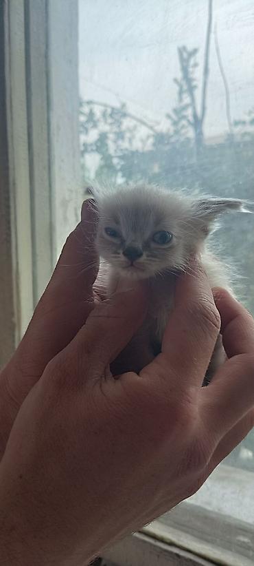 ленинская: 🐾 Ищут любящие семьи очаровательные котики! 🐾Малышам всего 1 месяц — 2