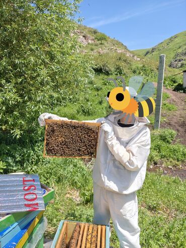 медагонка медогонка: Пчелиные семьи в многокорпусных ульях - Порода: медоносные пчёлы