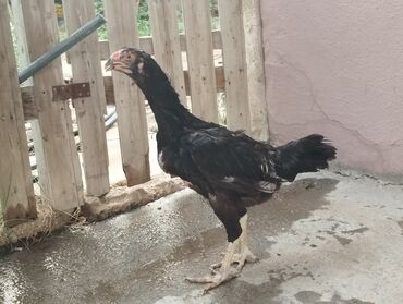 Inəklər, öküzlər: Toyuq, Damazlıq