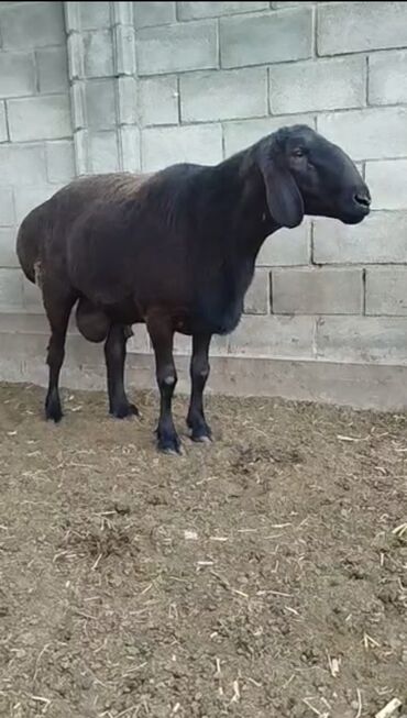 Бараны, овцы: Продаю | Ягненок, Баран (самец) | Арашан | На забой, Для разведения, Для шерсти | Племенные, Осеменитель — 1