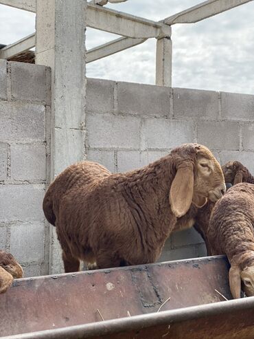Бараны, овцы: Продаю | Ягненок | Арашан | Для разведения — 1