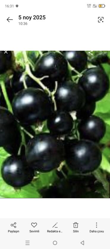 Şitillər: Sarı və qırmızı və qara moruq (çəpər) tingləri5-3-10 Məhsul: - Açıq — 10