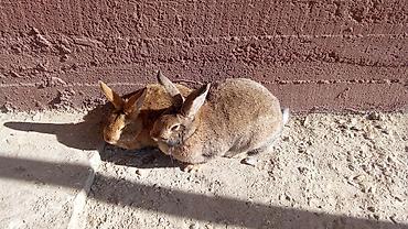 Кролики: Продаю | Кролик самец — 6