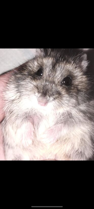 Грызуны: 2 ədəd Cırtdan hamster (cüce hamster) – yumşaq, boz-qəhvəyi tüklü